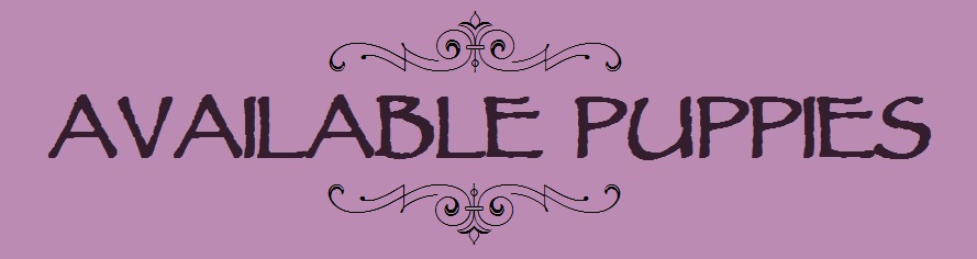 Available Puppies